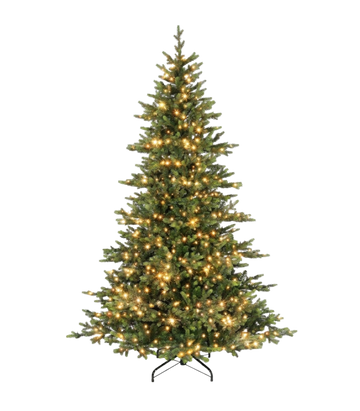 Grand Spruce